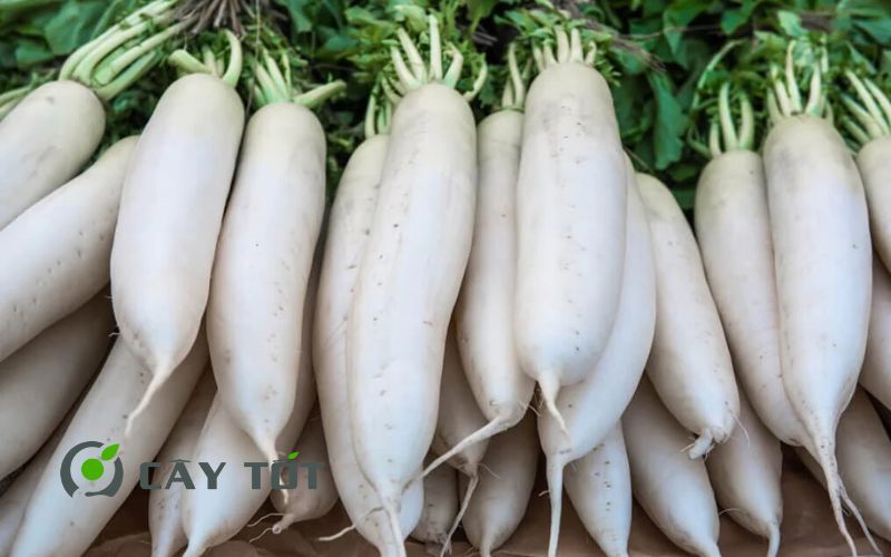 Hạt Giống Củ Cải Trắng