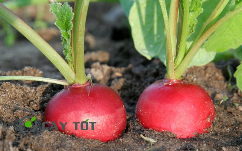 Hạt Giống Củ Cải Đỏ