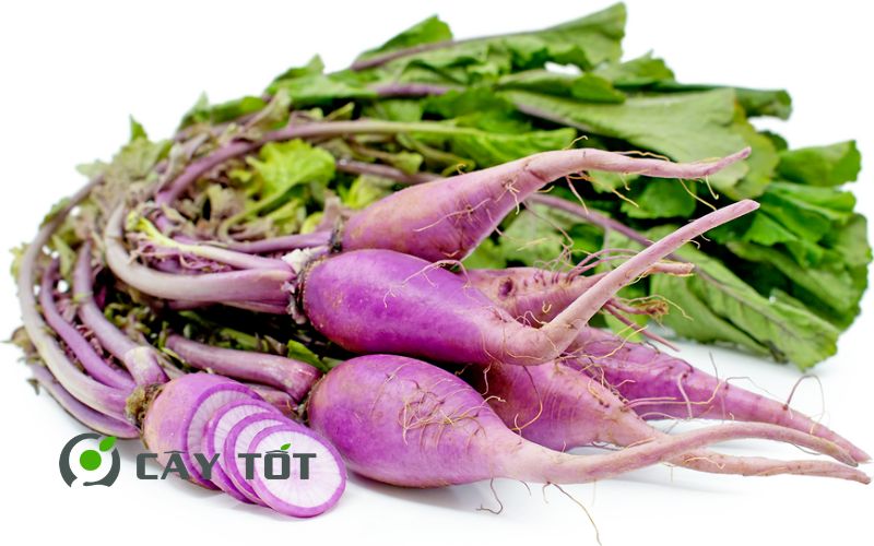 Hạt Giống Củ Cải Tím