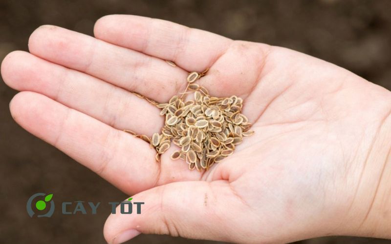 Hạt Giống Cà Rốt