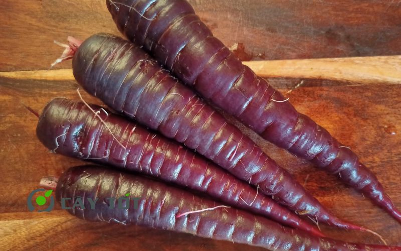 Hạt Giống Cà Rốt Tím