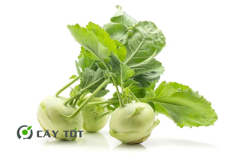 Hạt Giống Su Hào