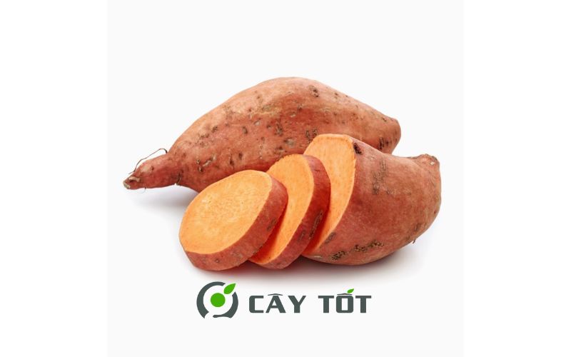 Hạt Giống Khoai Lang Nhật