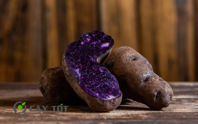 Hạt Giống Khoai Lang Tím