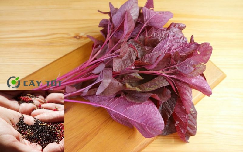 Hạt Giống Rau Dền Đỏ