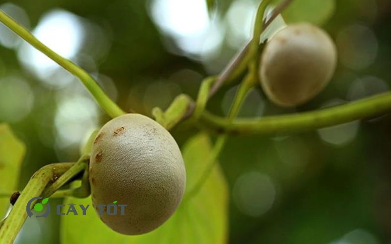 Hạt Giống Khoai Tây