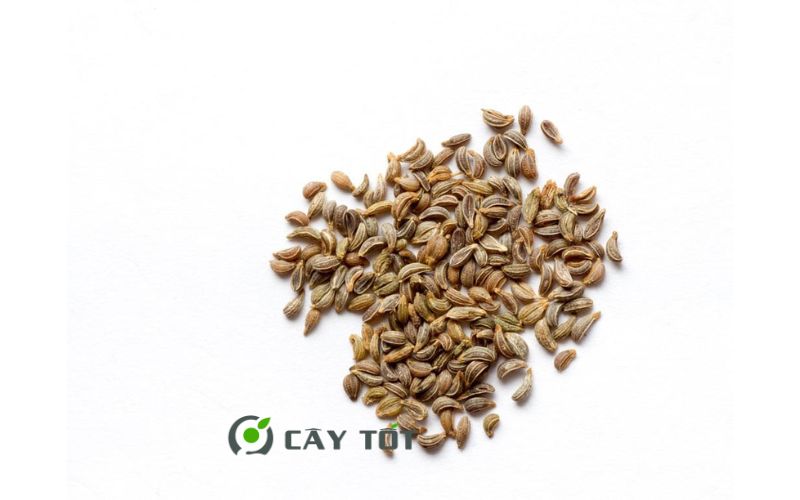 Hạt Giống Rau Mùi Tây