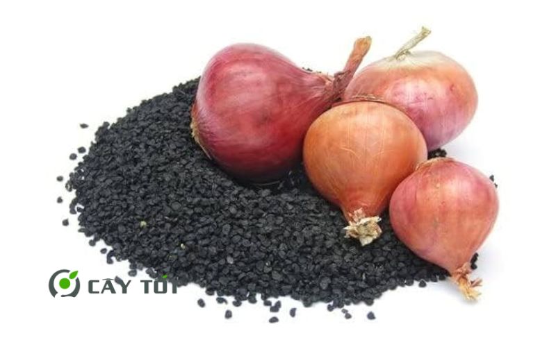 Hạt Giống Hành Tây