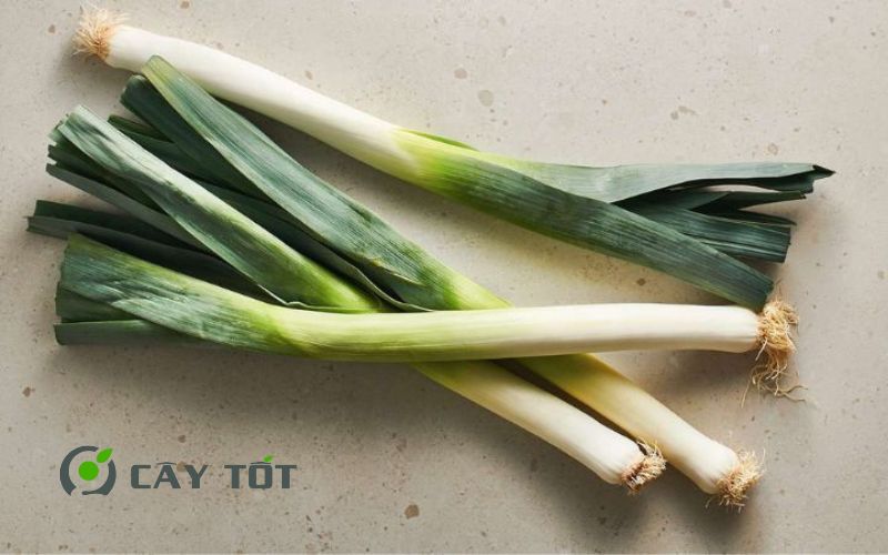 Hạt Giống Tỏi Tây