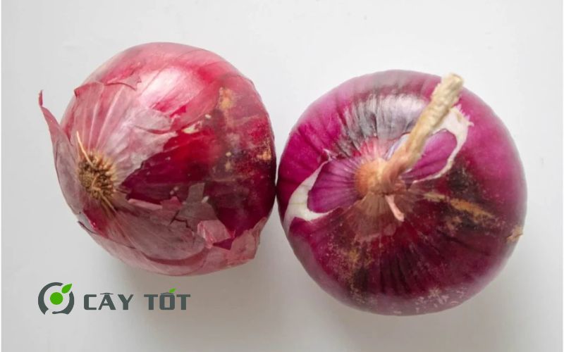 Hạt Giống Hành Tím