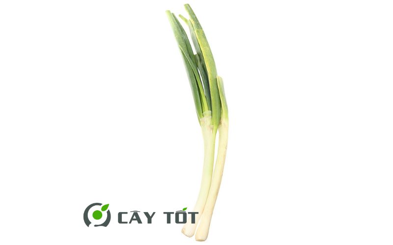 Hạt Giống Hành Baro