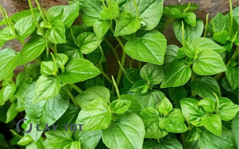 Hạt Giống Rau Càng Tôm