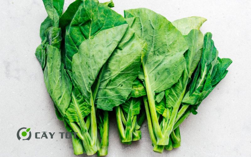 Hạt Giống Cải Ngồng