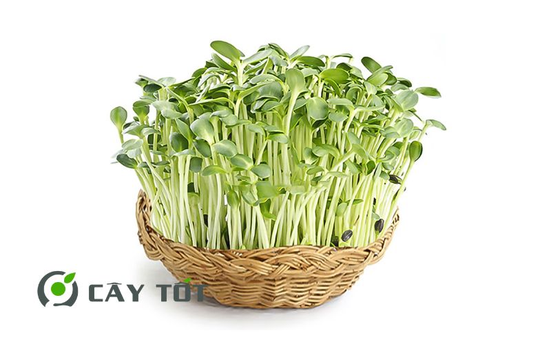 Hạt Giống Cải Mầm