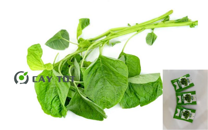 Hạt Giống Rau Dền Xanh