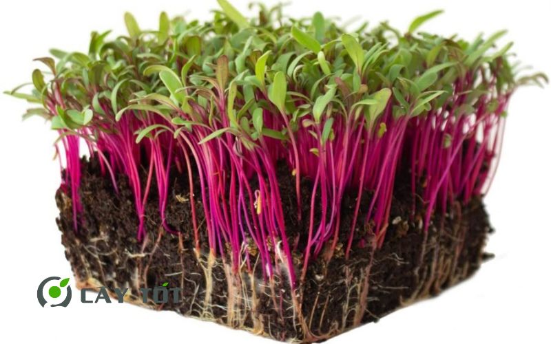 Hạt Giống Rau Mầm Cải Đỏ
