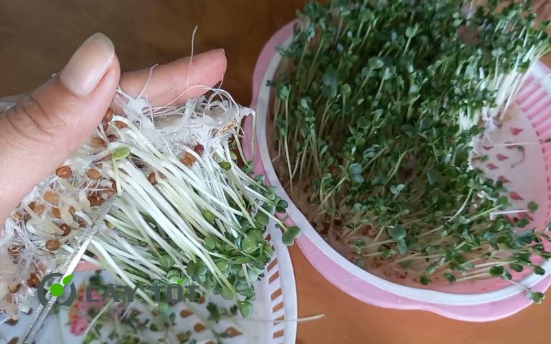 Hạt Giống Rau Mầm Củ Cải Trắng