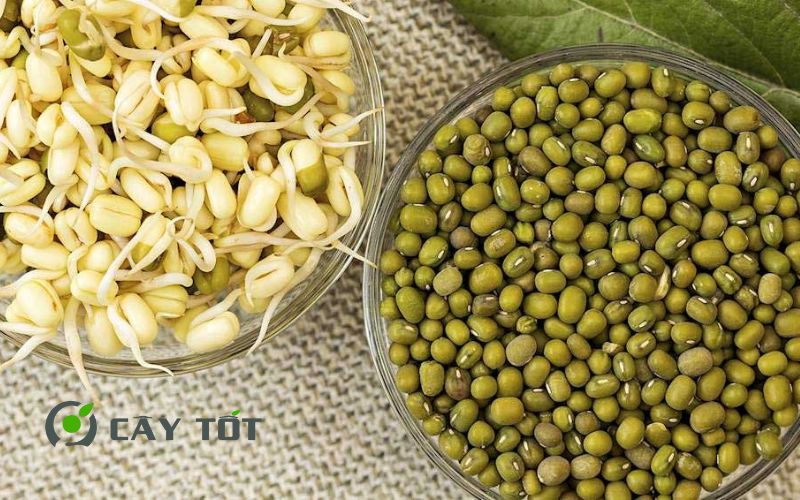 Hạt Giống Rau Mầm Đậu Xanh