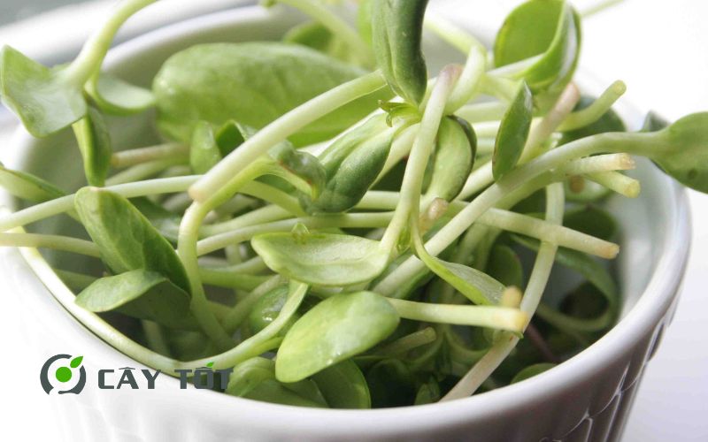 Hạt Giống Rau Mầm Hướng Dương