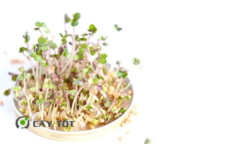 Hạt Giống Rau Mầm Cải Xanh
