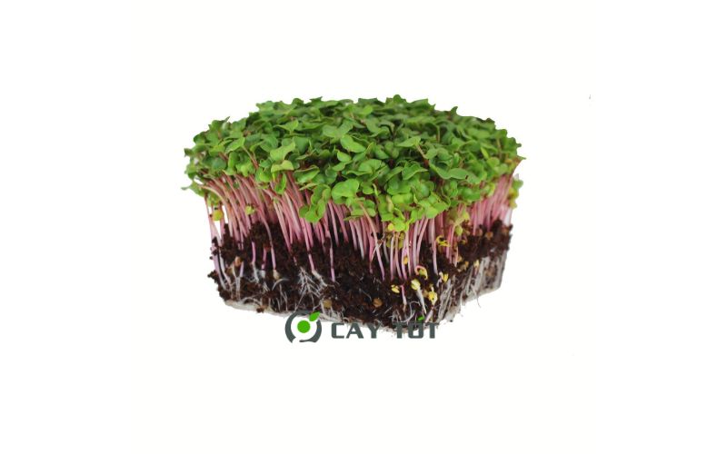 Hạt Giống Rau Mầm Củ Cải Đỏ