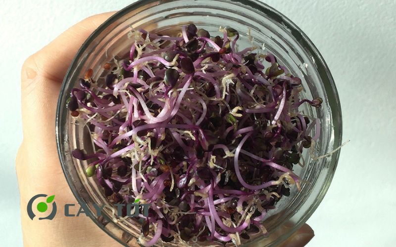 Hạt giống Rau Mầm Bắp Cải Tím
