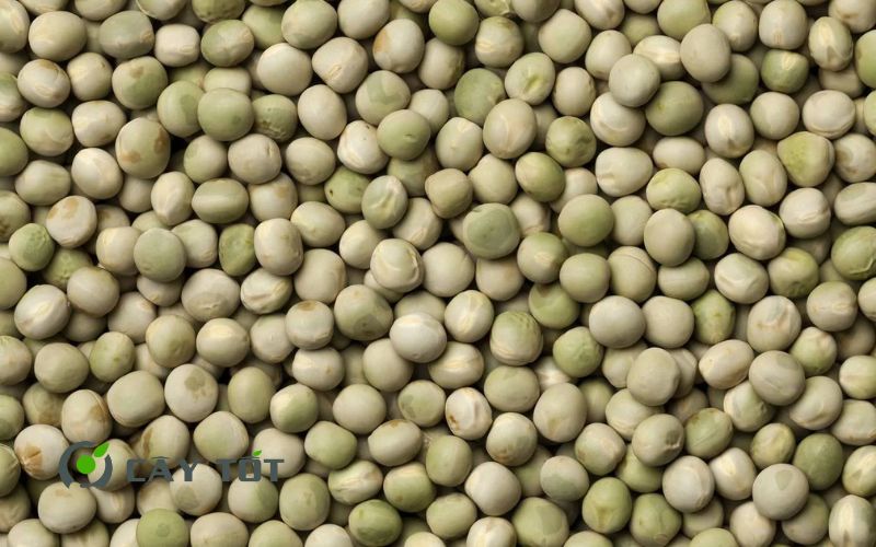 Hạt Giống Rau Mầm Đậu Hà Lan