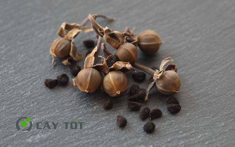 Hạt giống Rau Mầm Rau Muống