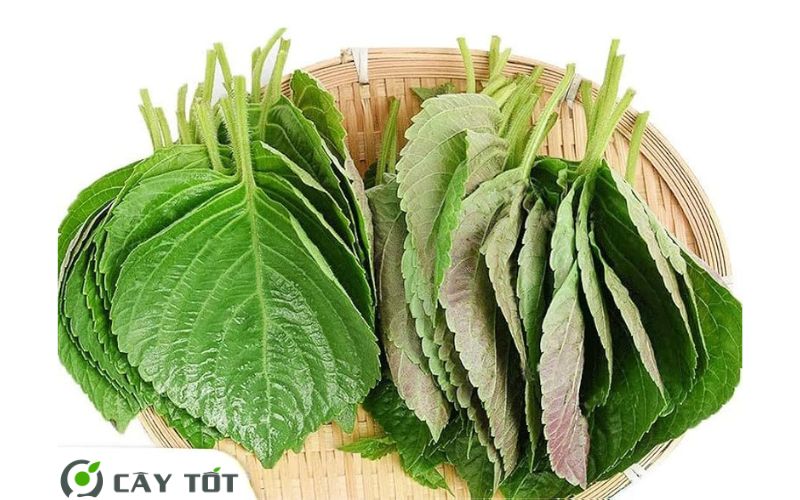 Hạt Giống Rau Mầm Tía Tô