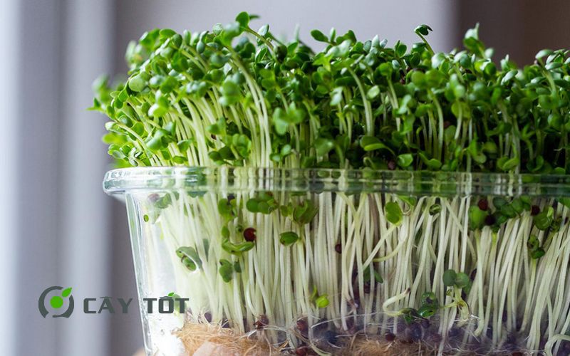 Hạt Giống Rau Mầm Hỗn Hợp