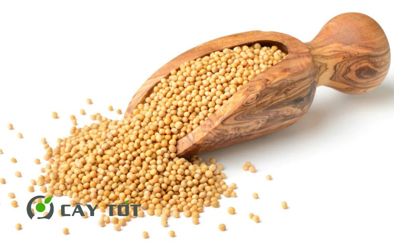 Hạt Giống Cải Bẹ Vàng