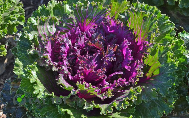 Hạt Giống Cải Xoăn Tím
