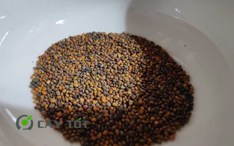 Hạt Giống Cải Rocket