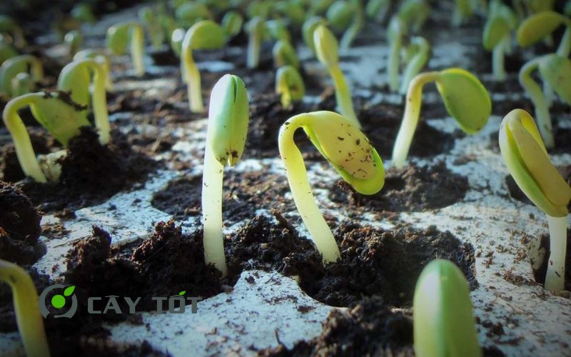 Hạt Giống Cải Mầm Xoăn