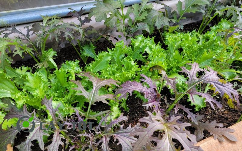 Hạt Giống Cải Ngọt Nhật