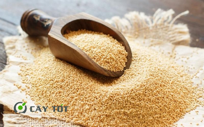 Hạt Giống Rau Dền Nhật