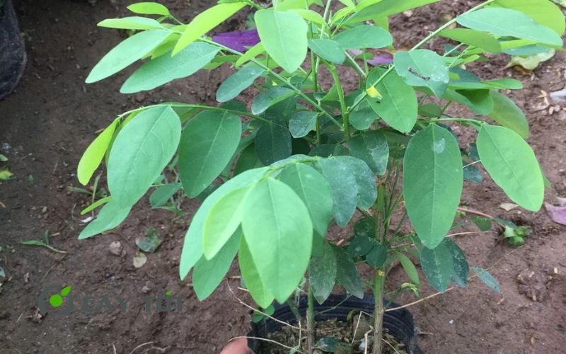 Hạt Giống Rau Ngót Ta