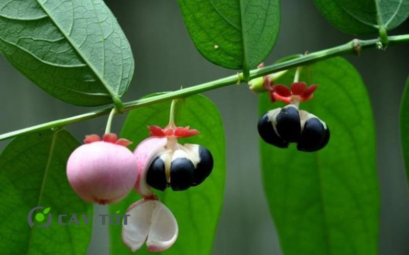 Hạt Giống Rau Ngót Nhật