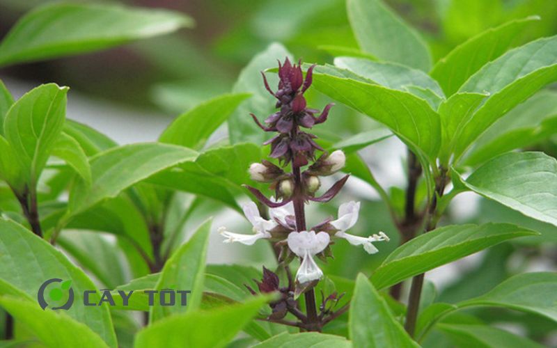 Hạt Giống Rau Húng Chó