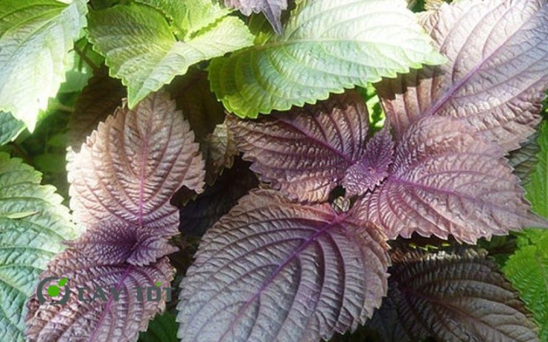 Hạt Giống Rau Thơm Tía