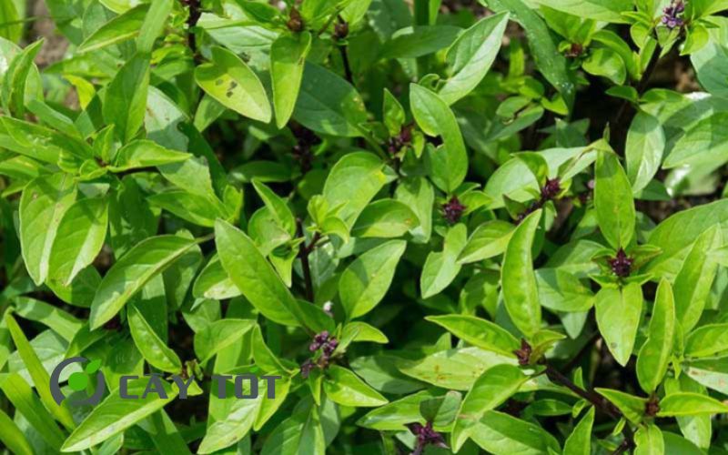 Hạt Giống Rau Thơm Quế