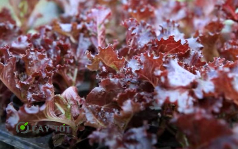 Hạt Giống Xà Lách Tím