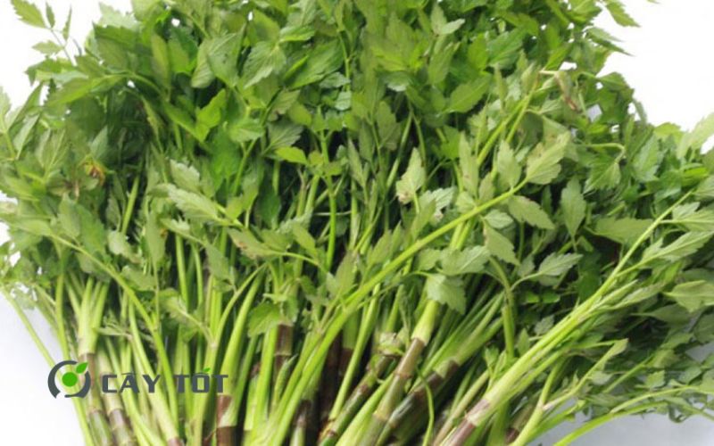 Hạt Giống Rau Cần Ống