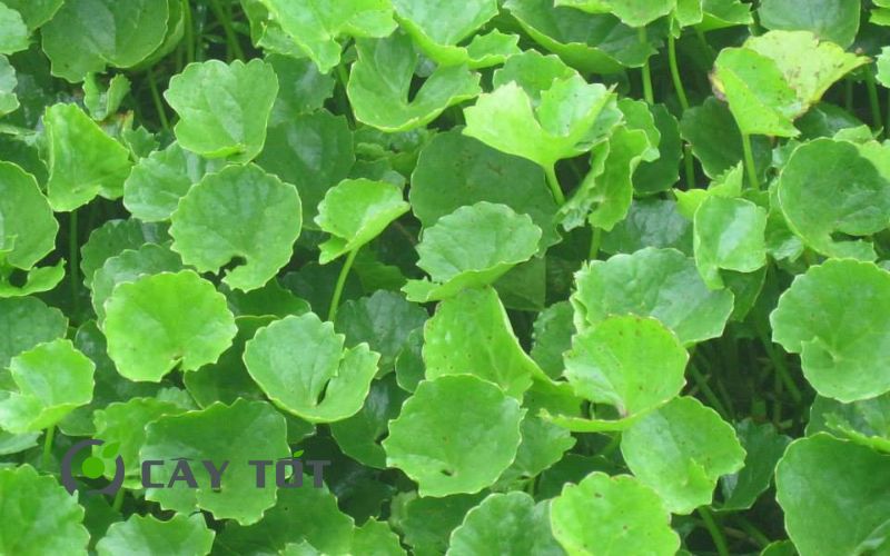 Hạt Giống Rau Má Đà Lạt