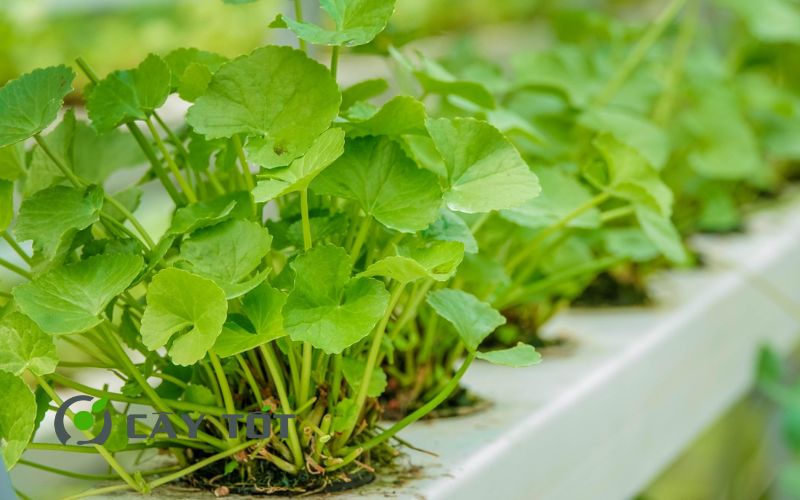 Hạt Giống Rau Má Sữa