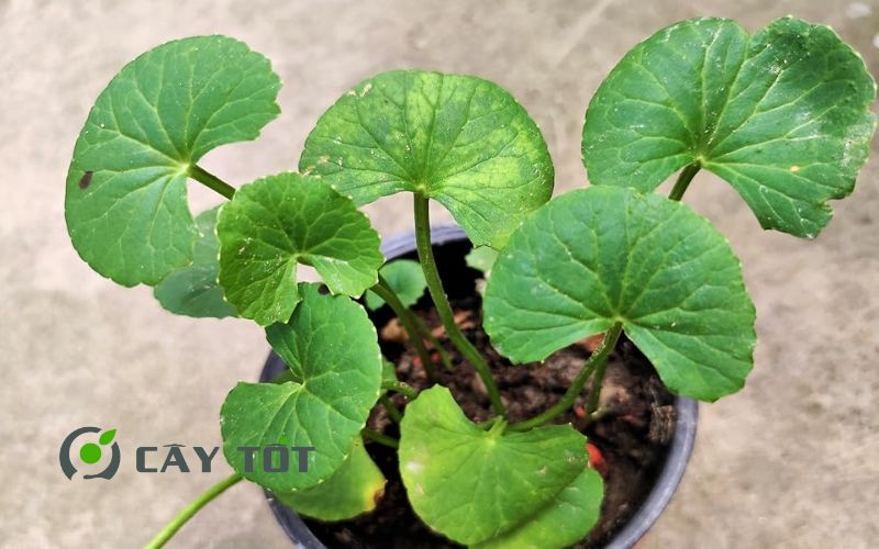 Hạt Giống Rau Má Ruộng