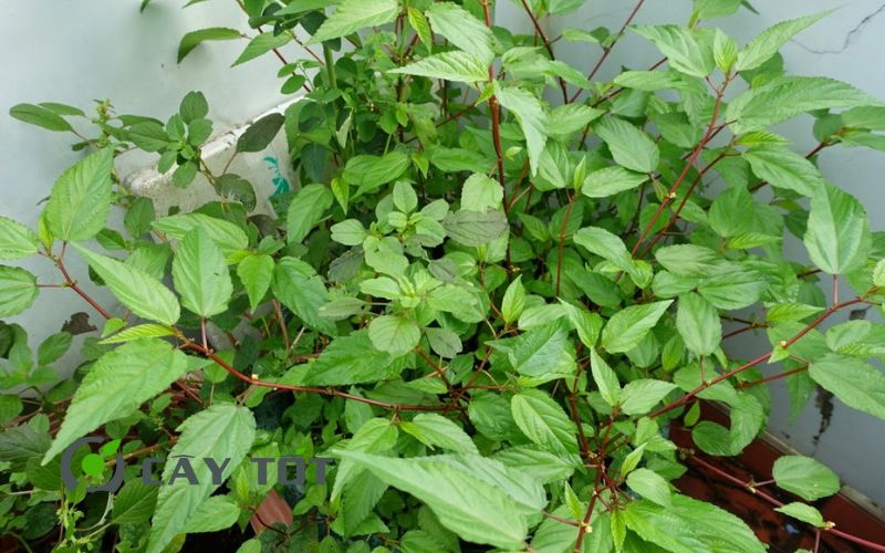 Hạt Giống Rau Đay