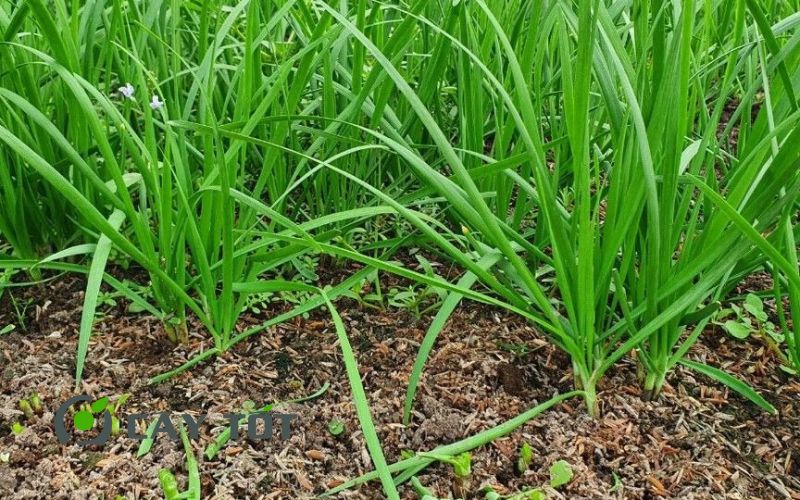 Hạt Giống Hẹ Cao Sản