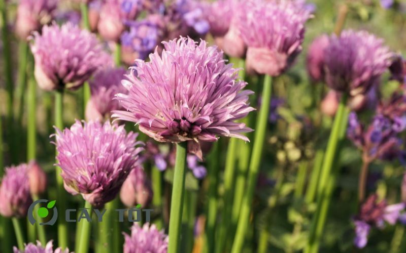 Hạt Giống Hẹ Tím