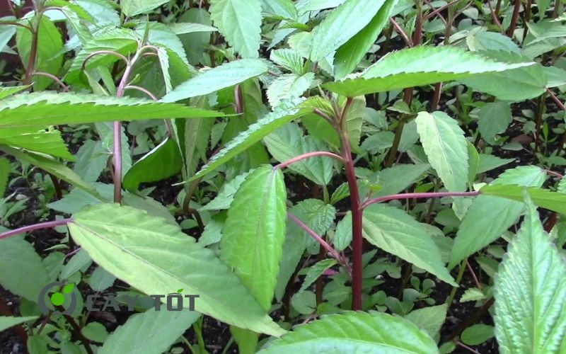 Hạt Giống Rau Đay Đỏ